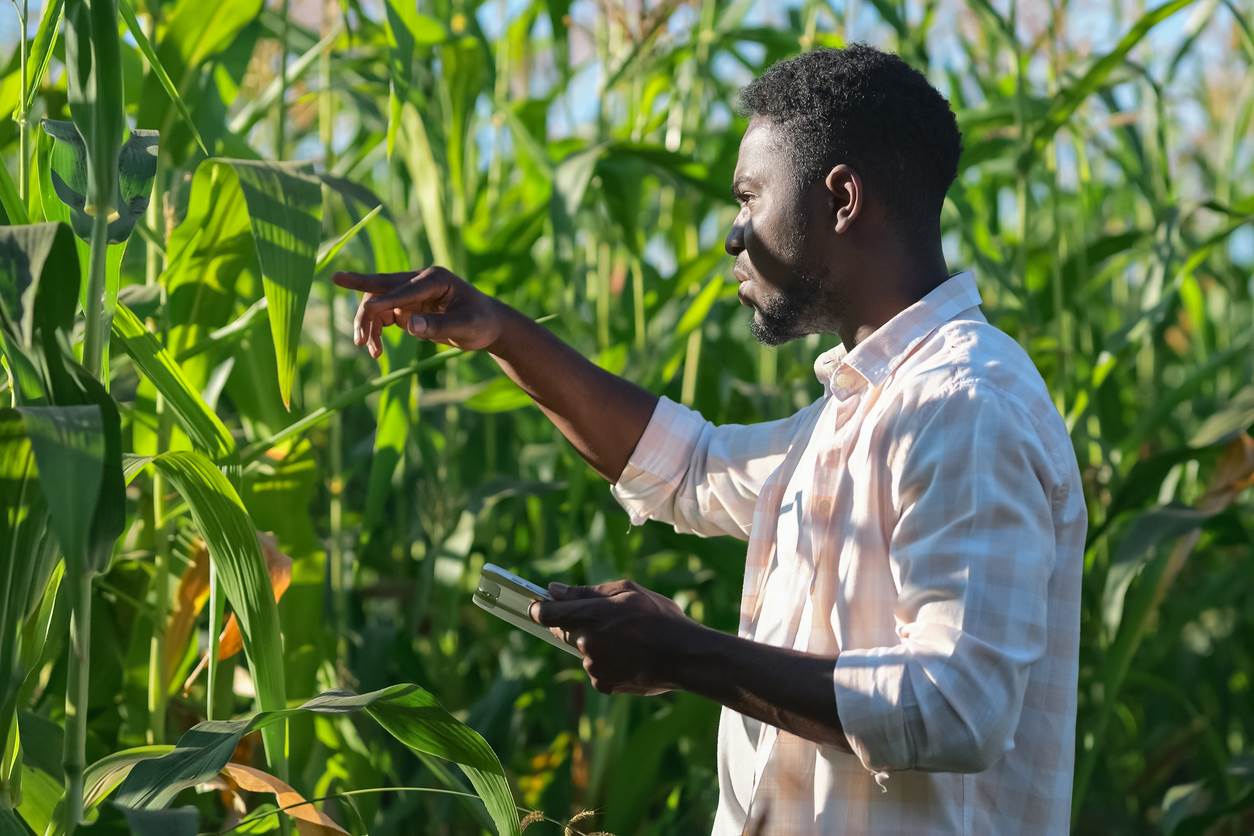 Farmer in a cornfield