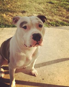 Courtney Bentley dog