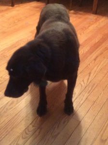 Caeri's dog