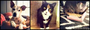 Molly's pets