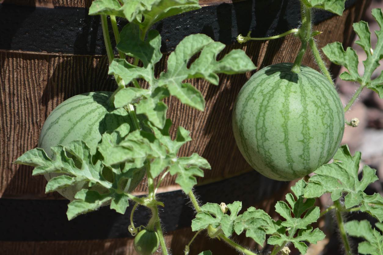 Watermelons growing in a planter