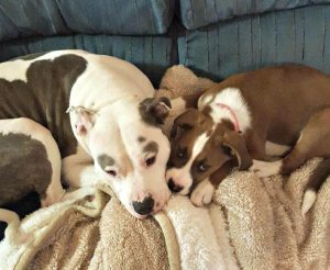 Courtney Bentley dogs