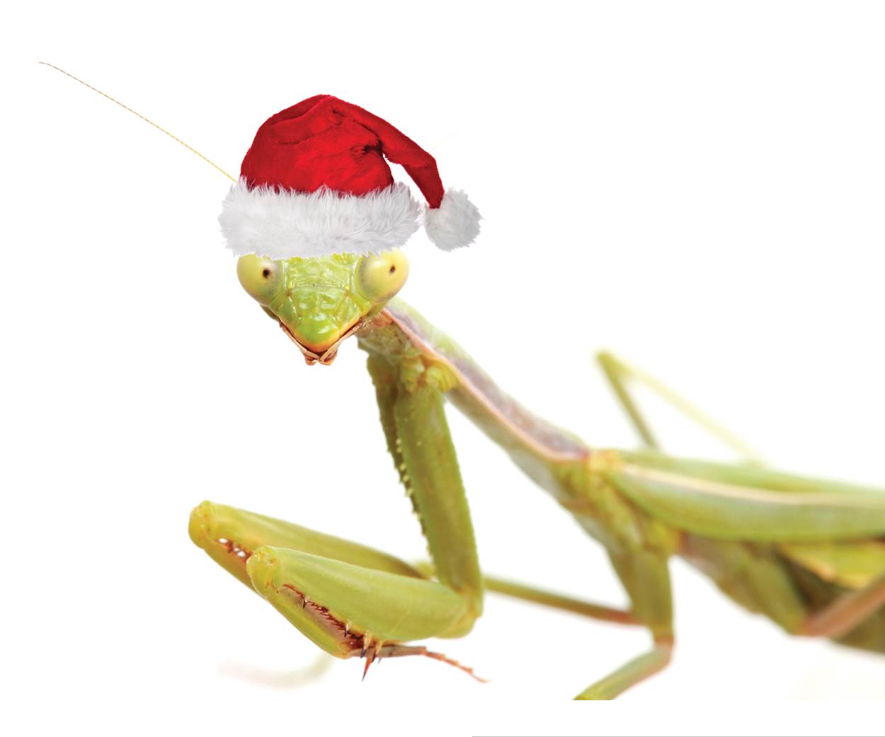 praying mantis with Santa hat